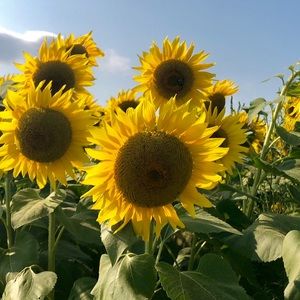 Meet your Posher, Ashlyn